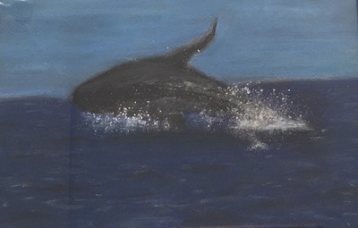 鯨魚四